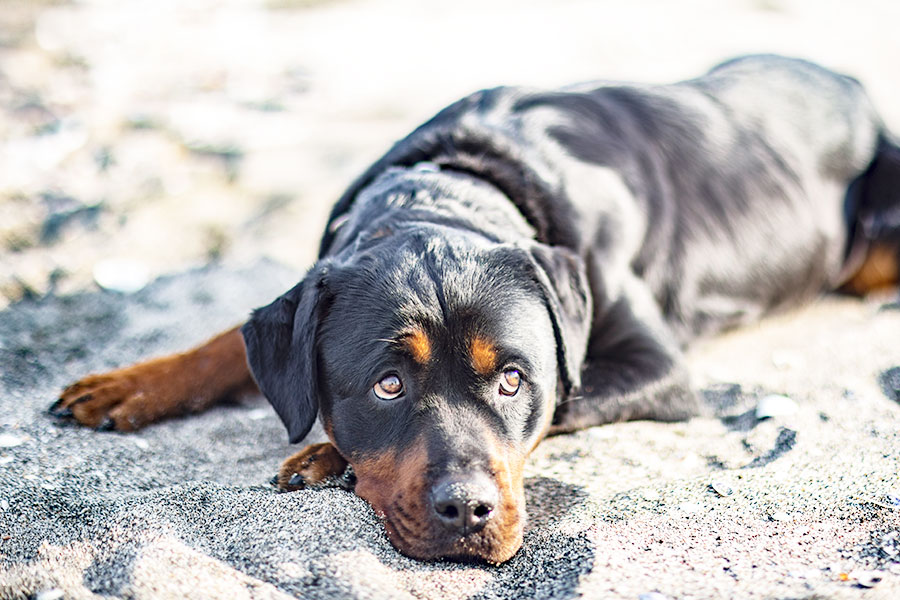 Best Friend Free Lightroom Preset After Calibration