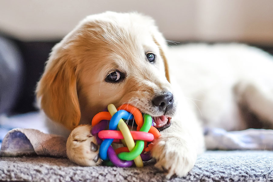 Furry Friend Free Lightroom Preset After Calibration
