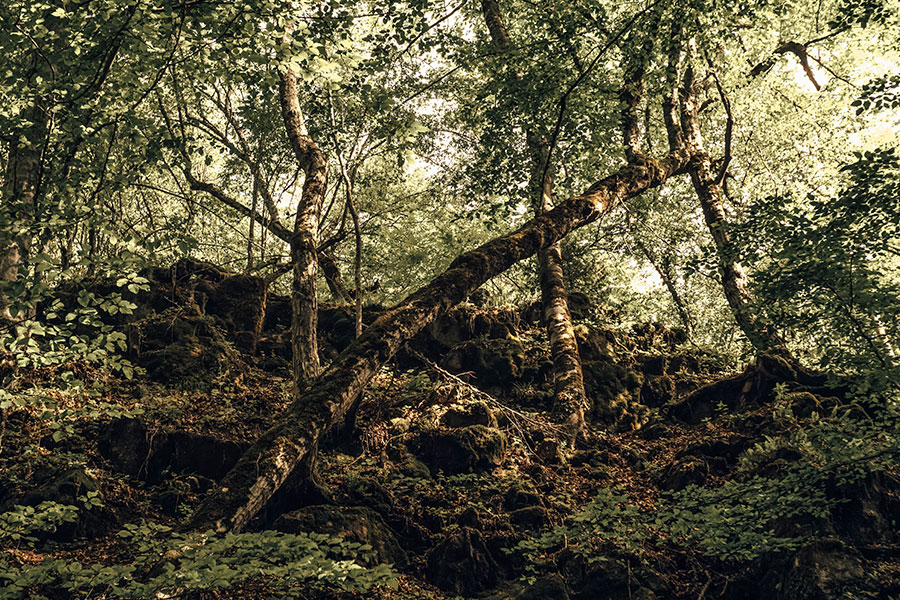 Into the Woods Free Lightroom Preset After Calibration