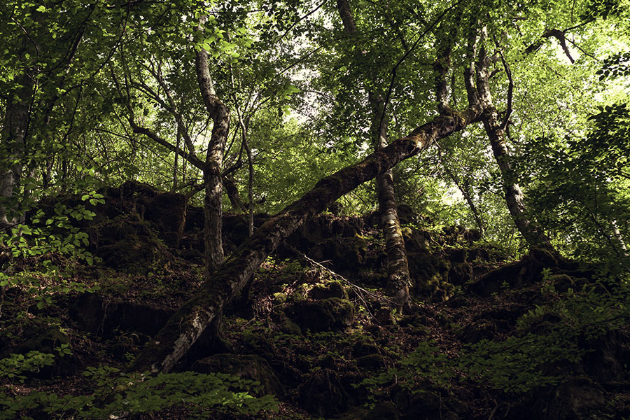 Into the Woods Raw Image Before Calibration