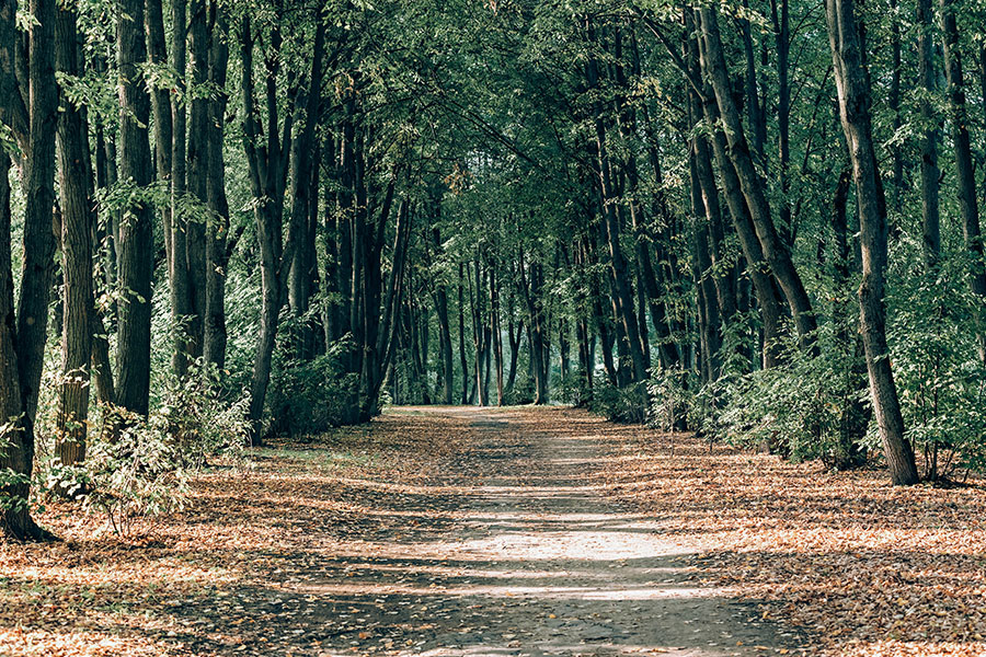 The Path Free Lightroom Preset After Calibration