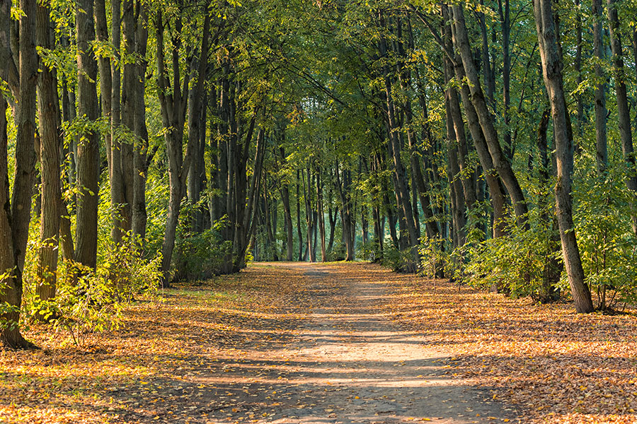 The Path Raw Image Before Calibration